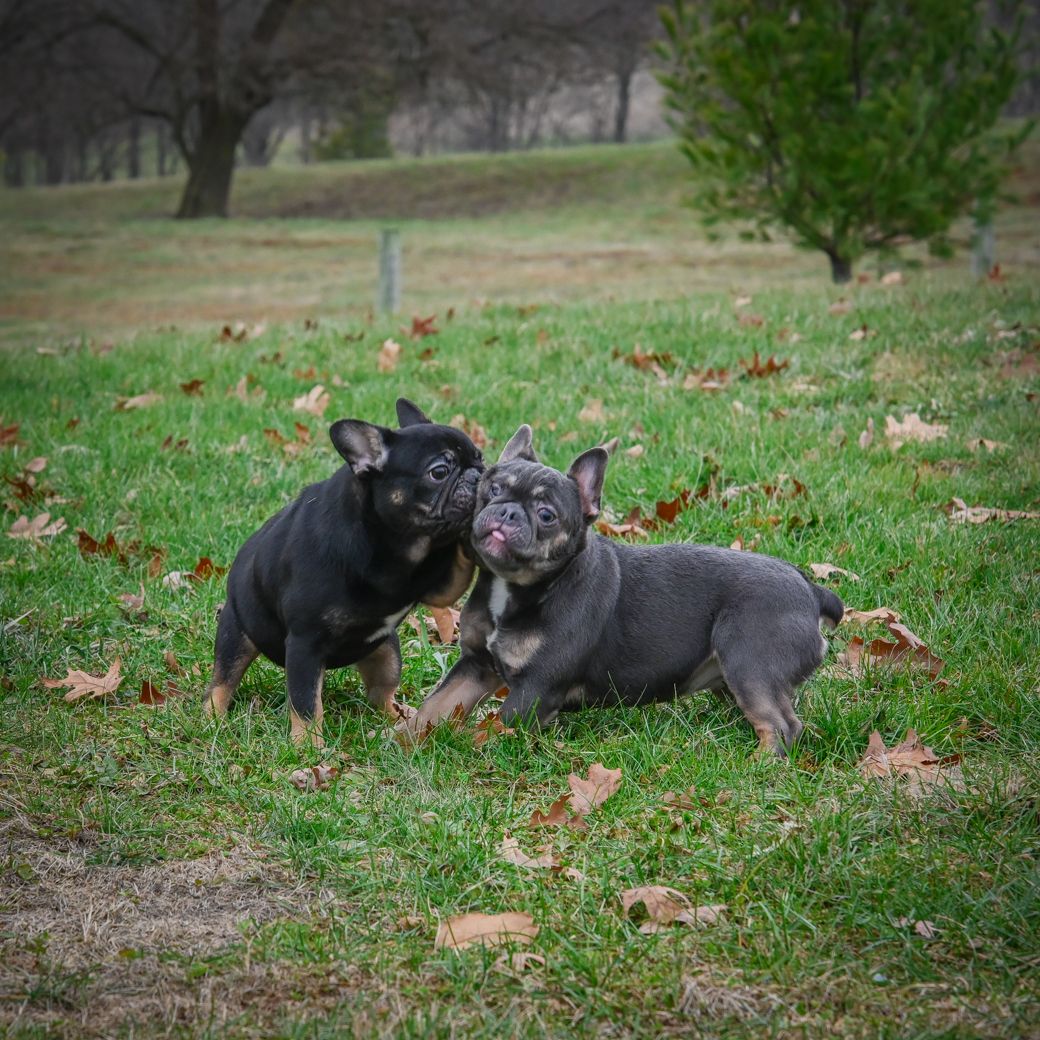 Rainbow Valley Bulls