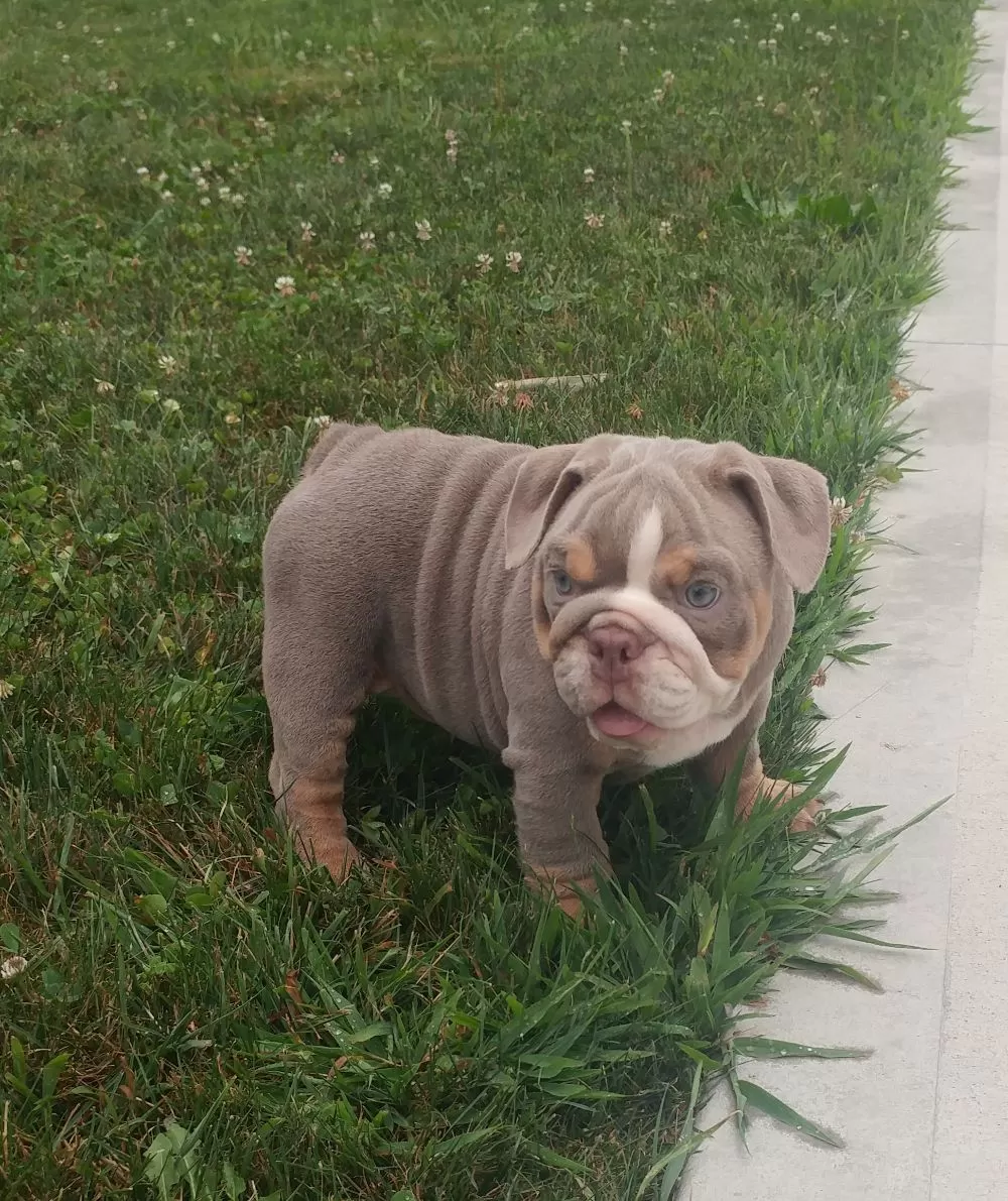 English Bulldog