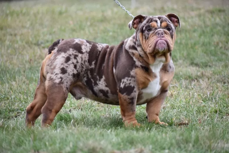 Puppy Name: Boomerang