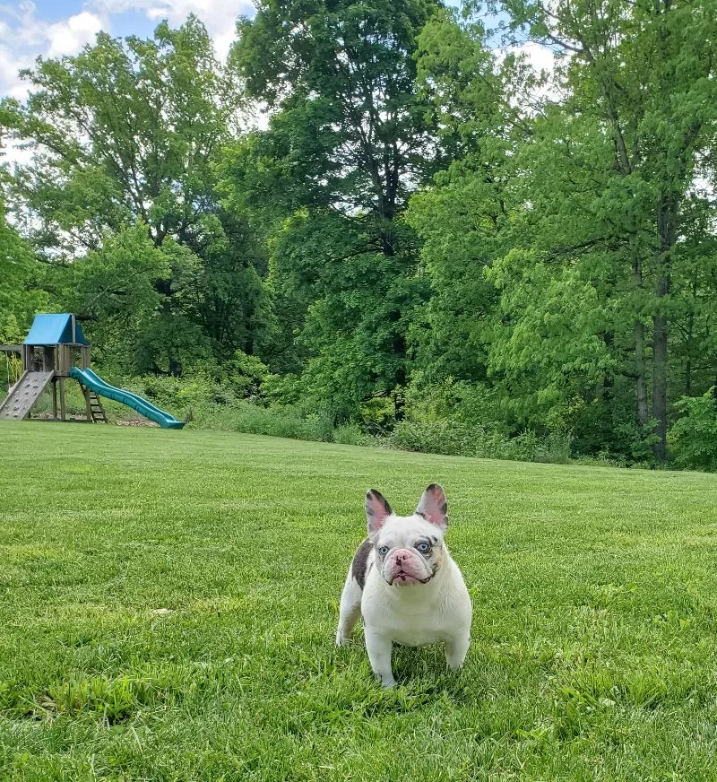 Puppy Name: Mercedes