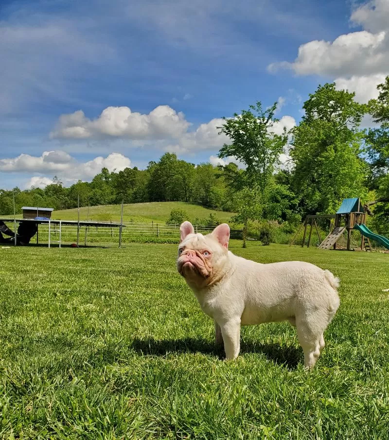 Puppy Name: Pink Rocket